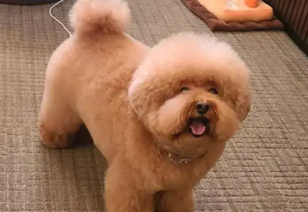 如果泰迪被养得好，会有什么表现？这几点肯定有