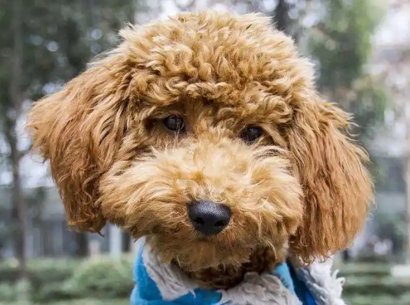 今日科普：泰迪犬多少钱一只？