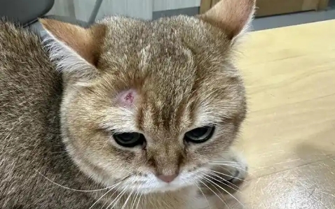 猫咪身上细菌多不多