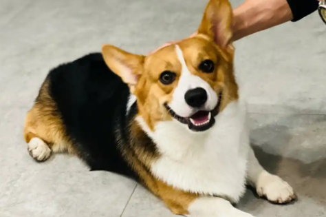 狗狗为什么会出现便秘 狗狗为什么会出现便秘