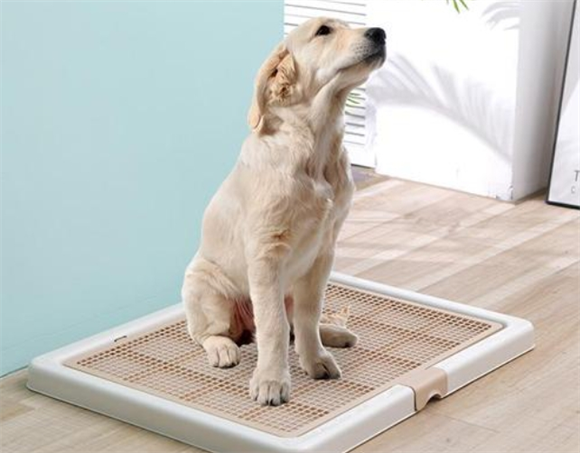 小狗一般拉多少蛔虫算完 小狗一般拉多少蛔虫算完