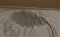 猫在床上尿怎么办