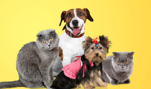 2025年中国宠物行业市场报告:社交媒体成消费决策的核心因素 2025年中国宠物行业市场报告:社交媒体成消费决策的核心因素