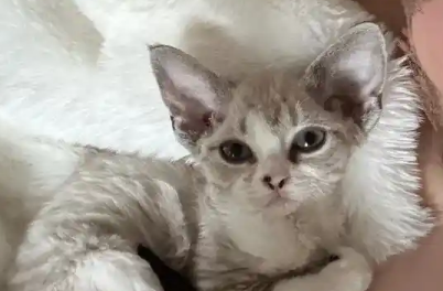 百合对猫有毒性吗