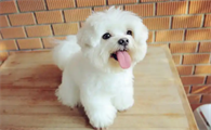 狗狗口臭吃什么水果