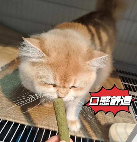 什么牌子的猫零食好，猫零食品牌十大排行新鲜出炉