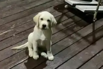 网购的宠物狗养几天就死? 网购的宠物狗养几天就死?