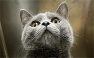 猫想尿但尿不出来怎么回事