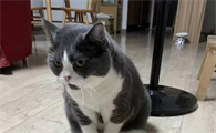 猫咪怀孕会不会吐