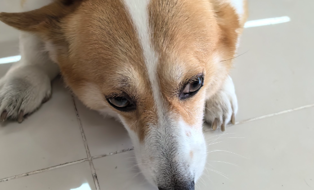 狗狗呕吐应该怎么办 狗狗呕吐应该怎么办