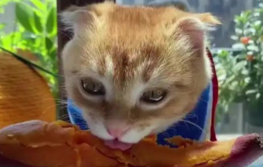一个月小猫可以吃红薯吗