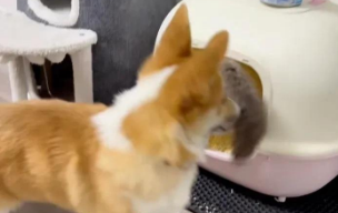 逼外卖员给狗道歉，狗主人何以如此缺德？