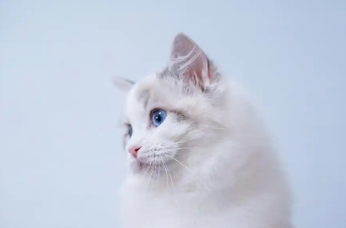 猫咪掉毛如何处理