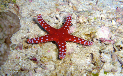 什么样的海星有毒