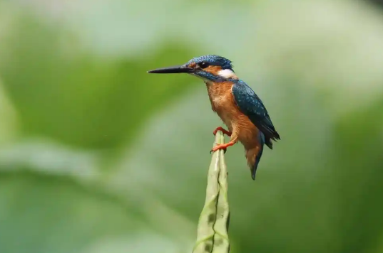 陕西“护鸟”行动升级,省委书记:全链条排查整治,形成高压震慑态势 陕西“护鸟”行动升级,省委书记:全链条排查整治,形成高压震慑态势
