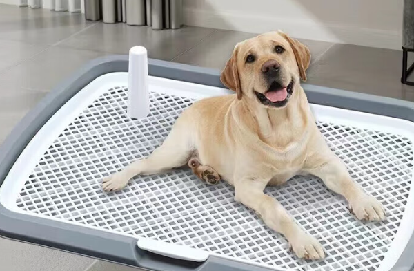 宠街坊狗厕所有用吗