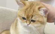 猫吐清水一样的液体带泡沫