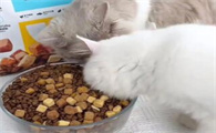 喂食猫咪零食，应该遵循什么频率​