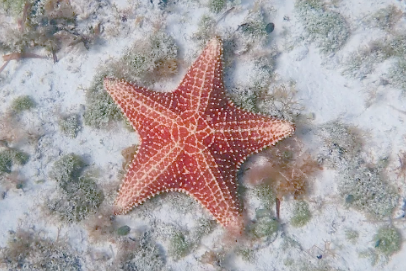 海星有什么颜色的 海星有什么颜色的
