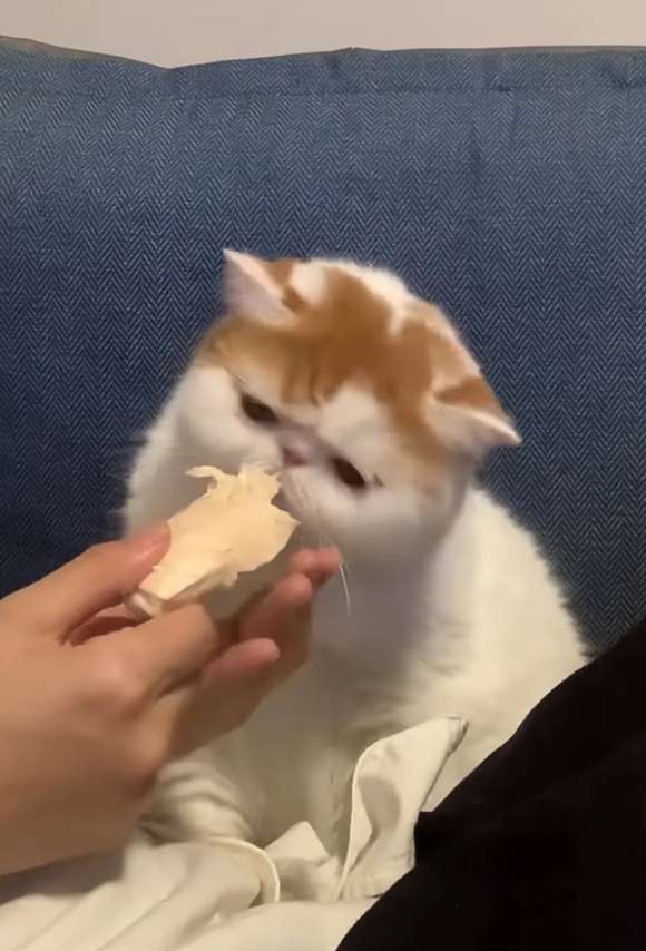 猫零食冻干十大排行榜，铲屎官们速速安排上