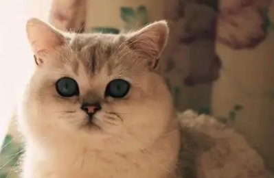 猫吐了吃什么药最好
