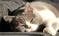 如何预防猫咪抽搐