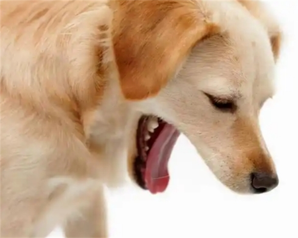 狗吃了塑料袋能活几天 狗吃了塑料袋能活几天