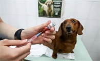 狗狗打了两次狂犬疫苗怎么办