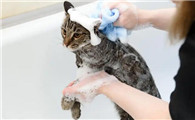 猫打完针多久可以洗澡