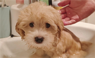 幼犬没有打针可以洗澡吗