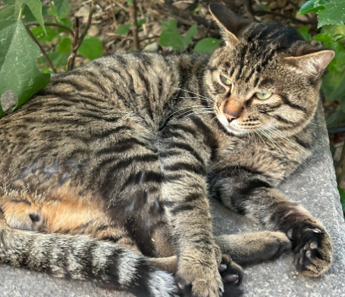 中华田园猫的多样性揭秘:从狸花猫到简州猫 中华田园猫的多样性揭秘:从狸花猫到简州猫