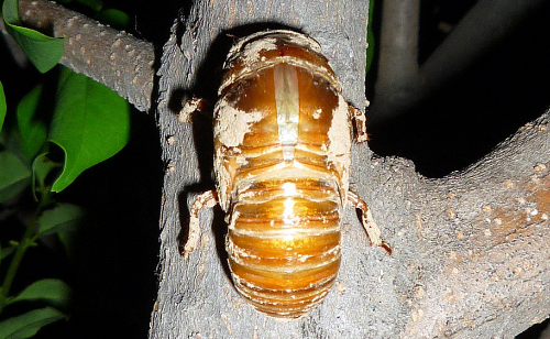 金蝉的价格是多少