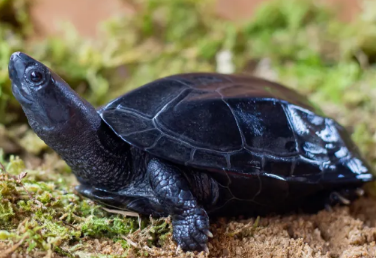 墨龟会认主人吗:揭秘人龟互动真相 墨龟会认主人吗:揭秘人龟互动真相