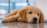 狗狗犬瘟抗体多久开始长抗体