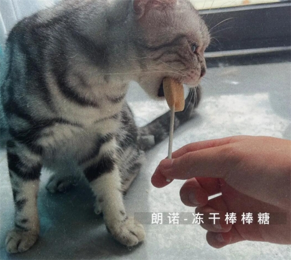 朗诺冻干棒棒糖猫零食使用体验分享：让猫咪爱不释口的美味