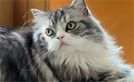 猫咪免疫力低怎么办