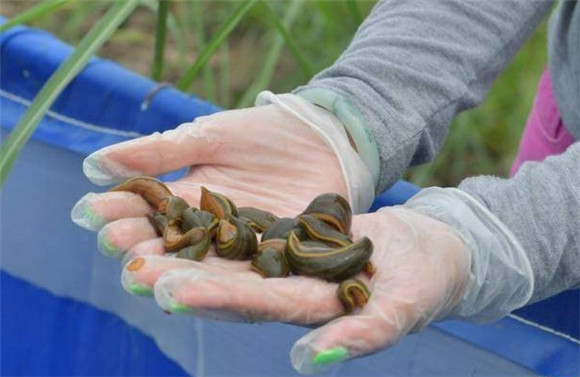 哪里有收购野生水蛭 哪里有收购野生水蛭