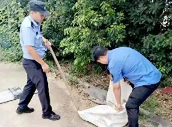 六安一疯犬伤人!当场击毙! 六安一疯犬伤人!当场击毙!