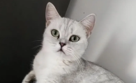 猫咪嚎叫是怎么回事