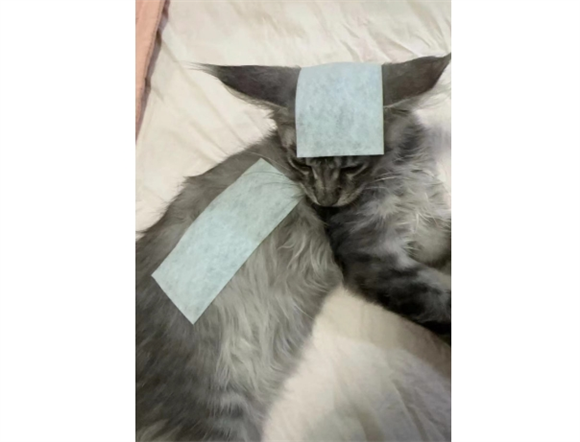 家养猫咪退烧针一般打几天 家养猫咪退烧针一般打几天