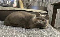 来了新猫老猫自闭了怎么办