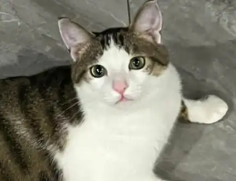 中华田园猫中的佼佼者——四川简州猫探秘 中华田园猫中的佼佼者——四川简州猫探秘