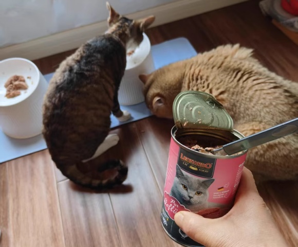 高端猫罐头推荐:这些进口猫罐头品牌不可错过 高端猫罐头推荐:这些进口猫罐头品牌不可错过