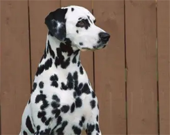 斑点狗为什么禁养?让我来告诉你吧 斑点狗为什么禁养?让我来告诉你吧