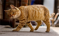 猫后腿骨折一定要做手术吗