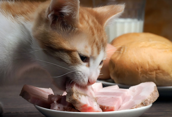 猫咪零食哪个牌子最好？这些品牌可以闭眼入！