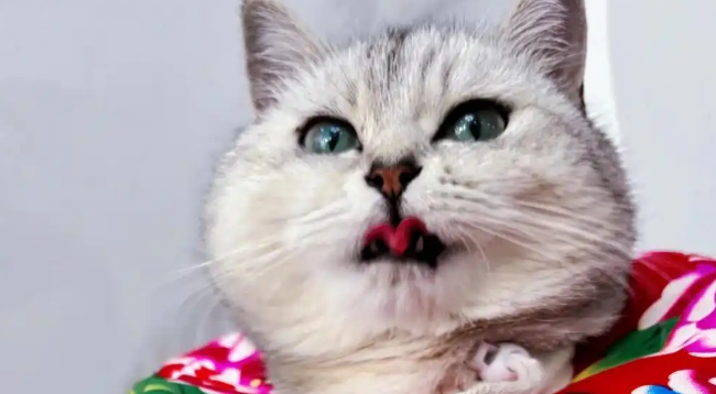 猫鼻炎的症状有哪些