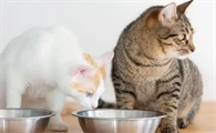 猫可以喝豆奶粉不