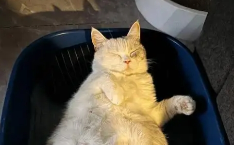 猫咪怀孕后的症状