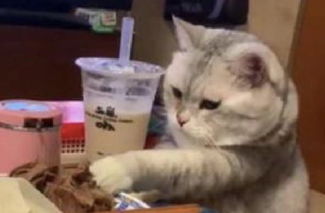 猫咪趁主人不在的时候,偷偷用爪子去摸食物:让我也尝尝宵夜 猫咪趁主人不在的时候,偷偷用爪子去摸食物:让我也尝尝宵夜